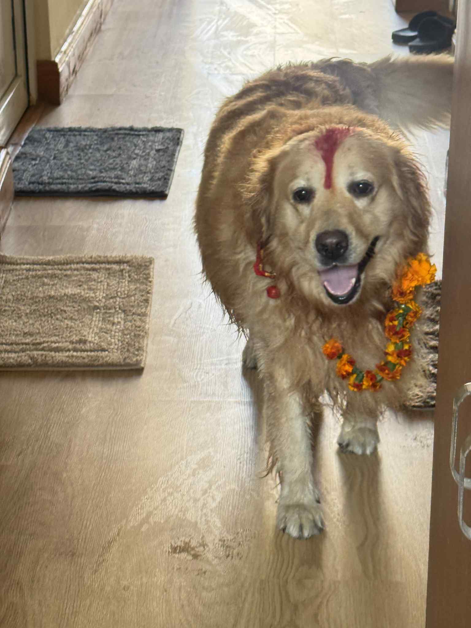 गरियो कुकुरपूजा