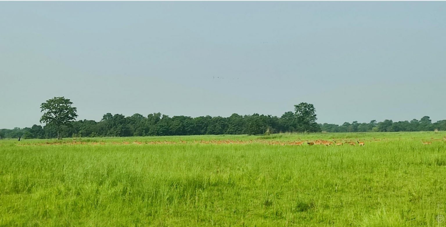 शुक्लाफाँटा निकुञ्ज बाहिर पाटेबाघ, स्थानीय त्रसित