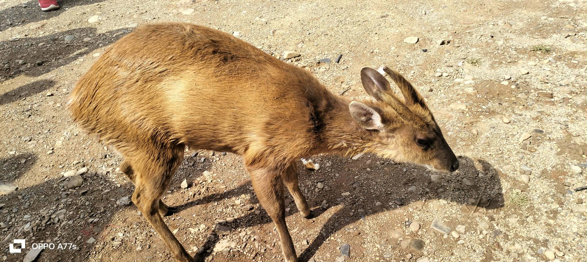 फगाम खोलाबाट रतुवा मृगको उद्धार, उपचारपछि प्राकृतिक वासस्थानमा छाडियो