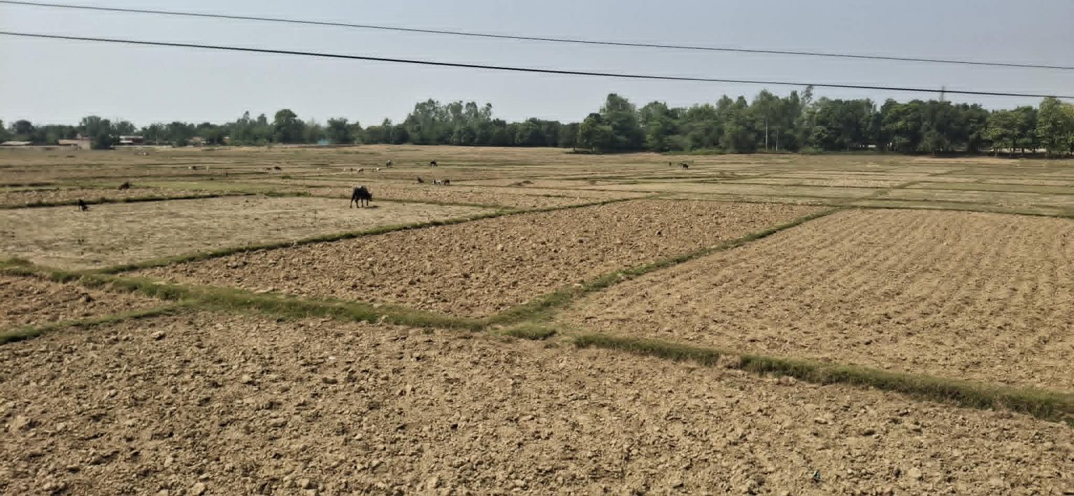 असारमा धुलाम्मे खेत, किसानको बढ्दो चिन्ता